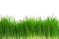 12696841-fresh-green-wheat-grass-isolated-on-white-background_1_